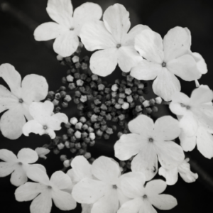 Design sans titre (33)